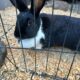 Bunnies For Sale