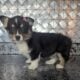 AKC corgi puppies