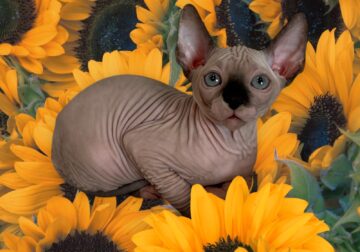 Purebred Sphynx Kittens