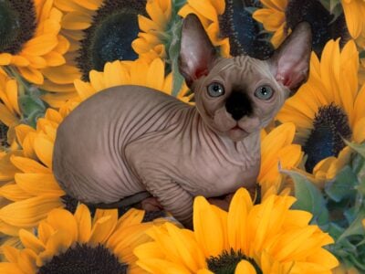 Purebred Sphynx Kittens