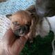 American bully