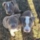 Beautiful XL Bully’s. Only one female left.