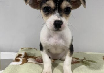 Puppies looking for a loving home