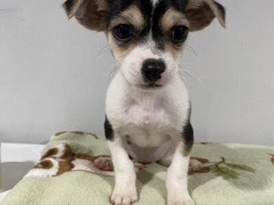 Puppies looking for a loving home