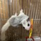 Sugar gliders looking for home!!