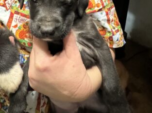Mixed puppies