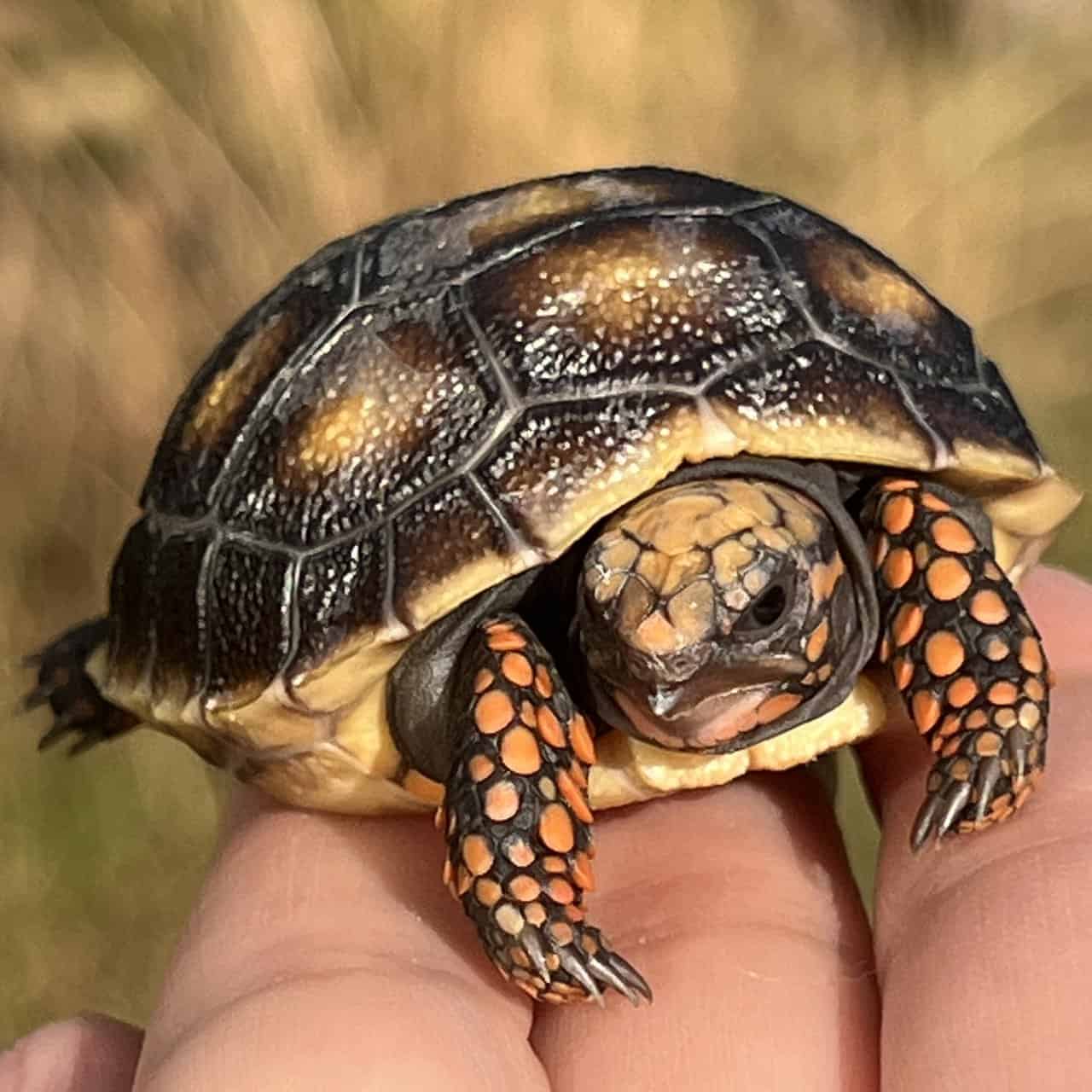 Northern Red Foot Tortoise 