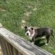 1 year old Pitt