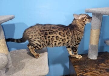 TICA registered Bengal cat kittens