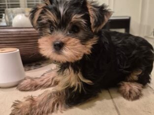 Yorkie Puppy