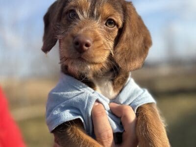 Bo – Male poogle puppy- 10 weeks old and ready now