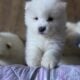 Samoyed puppy