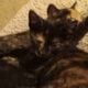 2 calico kittens free to a good home