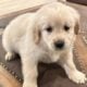 Golden Retriever Puppies