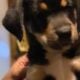 Puppies looking for homes