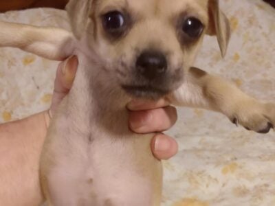 full blood Chihuahua pups