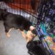 Chorkypoo puppies for Rehoming