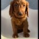 Lily – Pink Collar Girl
