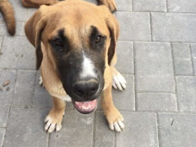 Female dog in need of home
