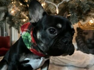 Frenchie for sale