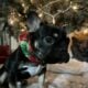 Frenchie for sale