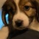 Puppies looking for homes