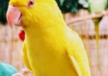 Household – Birds
