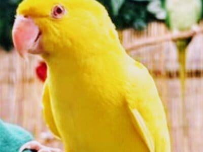 Household – Birds