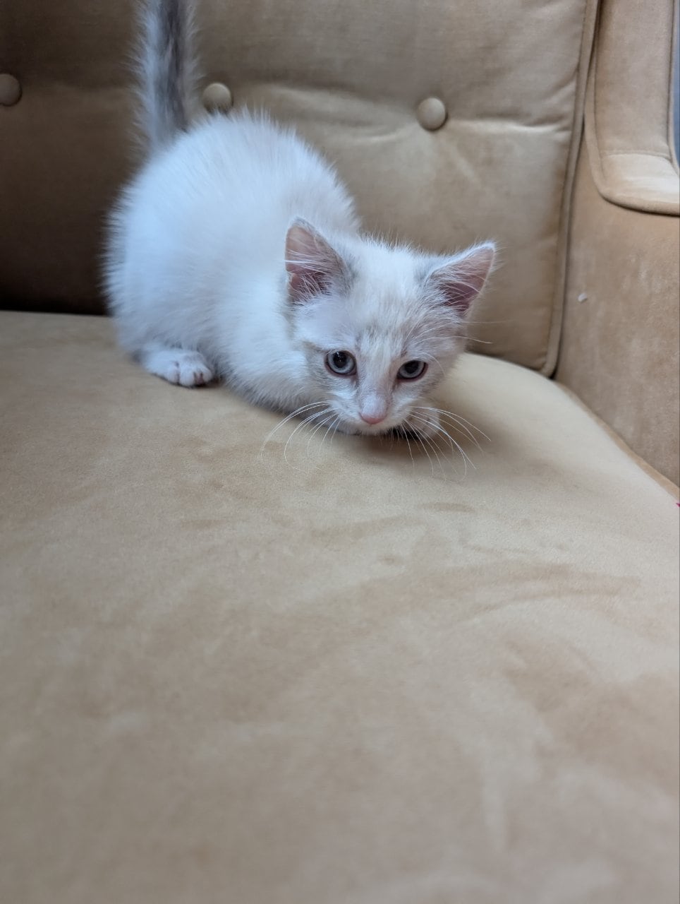 Munchkin Kittens Rug-Hugger | PetClassifieds.com