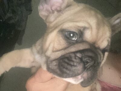 French Bulldog