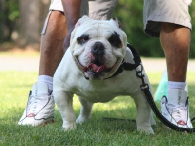 3 year old American Bully- Full Blood-UKC Register
