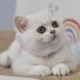 Zoryana British Shorthair female, black silver sha