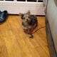 MERLE TOY YORKIES