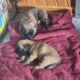 English Mastiff Puppies