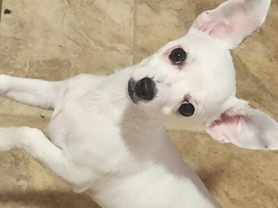 Male chihuahua 8 months
