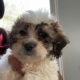 Teddy Bear Puppies! Shih Tzu & Bichone Frise MIx