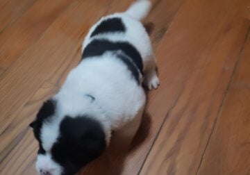 Akita Puppies