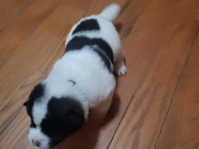 Akita Puppies