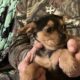 Chorkypoo puppies for Rehoming