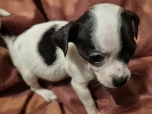Chihuahua/Yorkie (Chorkie) puppies