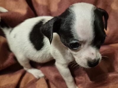 Chihuahua/Yorkie (Chorkie) puppies