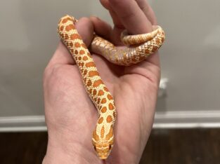 Albino Western Hognose Snake