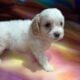 Cavapoo Babies