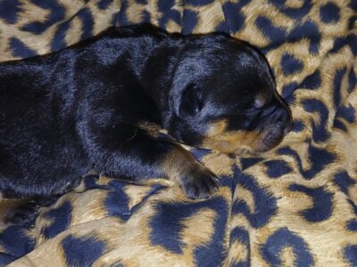Beautiful Rottweiler Serbian Bloodline FurBabies