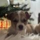 Pitsky puppies