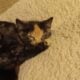 2 calico kittens free to a good home
