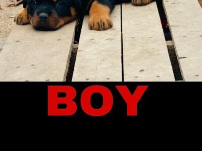 Rottweiler Puppies