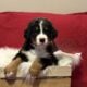 Bernese Mountain Dog Puppies