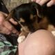 Chorkypoo puppies for Rehoming