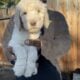 Golden Doodle puppies